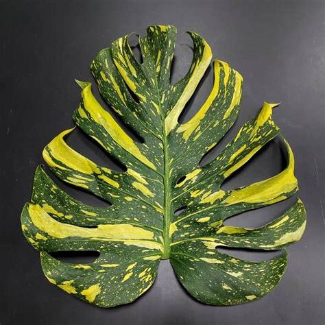 龜背芋 寓意